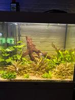 Juwel lido 200 incl pomp, Ophalen, Zo goed als nieuw, Gevuld zoetwateraquarium