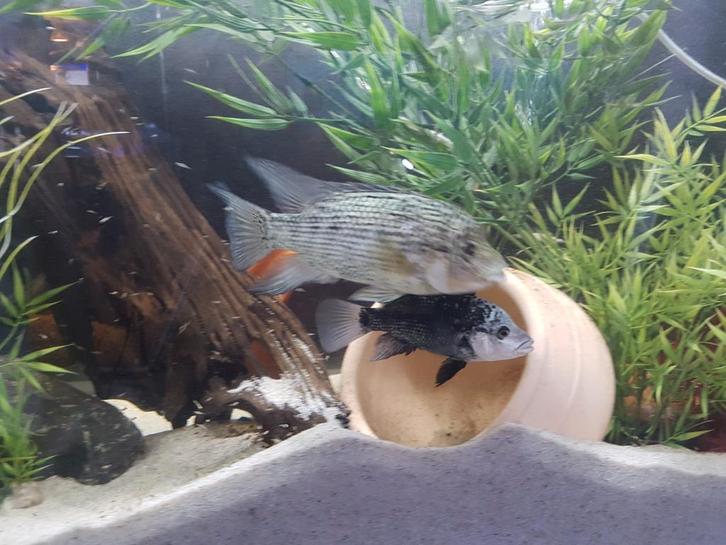 Nandopsis Haitiensis Cichliden, Dieren en Toebehoren, Vissen | Aquariumvissen, Zoetwatervis, Vis