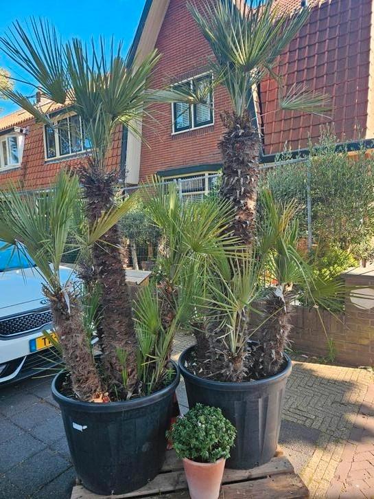 Multistam Chamaerops palmboom: stam 120cm, totaal 250cm+, Tuin en Terras, Planten | Bomen, Palmboom, 100 tot 250 cm, Volle zon