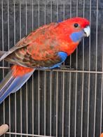 koppel penanten en koppel rubino rosellas, Dieren en Toebehoren, Vogels | Parkieten en Papegaaien, Meerdere dieren, Parkiet, Geringd