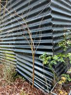 Vlierbes grote struik, Ophalen, Overige soorten, Minder dan 100 cm