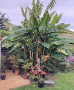 Bananenboom Musa Bajoo Winterhard, Volle zon, Vaste plant, Ophalen of Verzenden, Bloeit niet