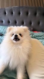 Pomeranian, 15 weken tot 1 jaar, Overige rassen, Rabiës (hondsdolheid), Teef