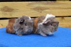 2 Super mooie jonge Peruvian Cavia’s, Cavia, Mannelijk, Januari, Tam