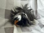 Mooie jonge Langharige Cavia caviaas caviatjes baby cavia, Dieren en Toebehoren, Juni, Meerdere dieren, Cavia