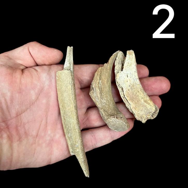 Holenbeer ribben Oostenrijk 2, Verzamelen, Mineralen en Fossielen, Fossiel, Ophalen of Verzenden