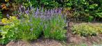 Lavendel angustifolia Hidcote | paars, Tuin en Terras, Planten | Tuinplanten, Zomer, Vaste plant, Bodembedekkers, Ophalen of Verzenden