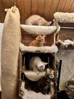 Main coon kittens, Meerdere dieren, Gechipt
