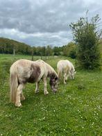 Verzorgers gezocht!, Dieren en Toebehoren