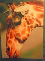 Canvas doek giraf, Ophalen, Schilderij, 75 cm of meer