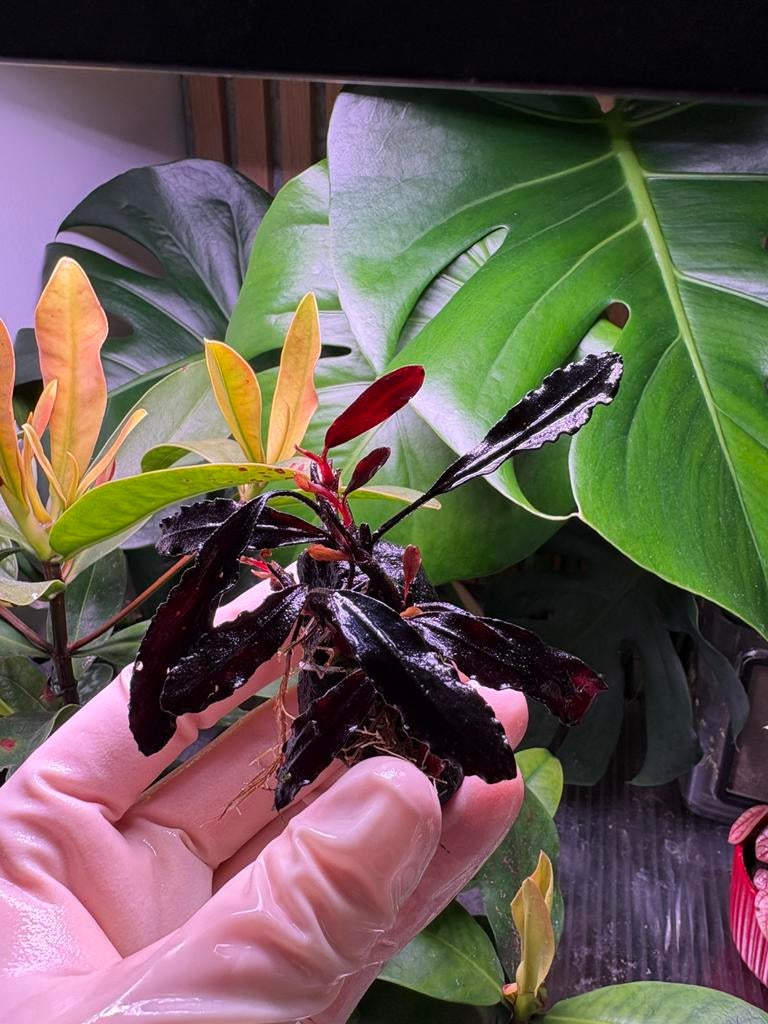 Bucephalandra Brownie Ghost 2011, Ophalen of Verzenden, Nieuw, Plant(en), Steen of Hout