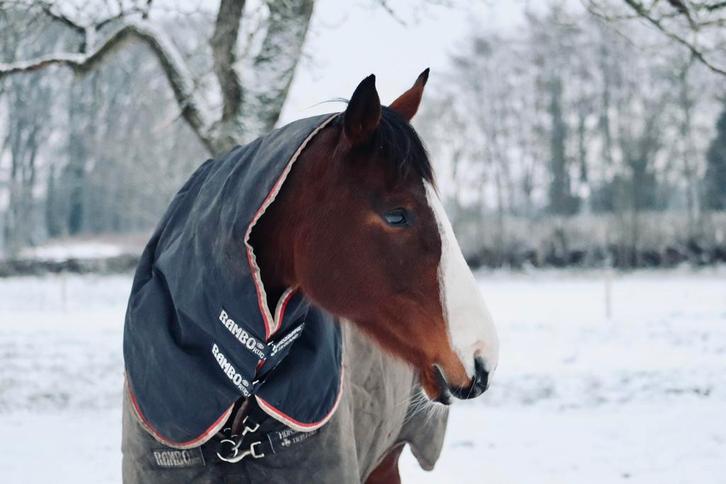 Ter lease, bijrijder gezocht, Dieren en Toebehoren, Paarden en Pony's | Dekens en Dekjes, Zo goed als nieuw, Ophalen of Verzenden
