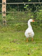 Gezonde mooie jonge witte gans, Geslacht onbekend