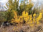 Forsythia struiken te koop., Tuin en Terras, Ophalen, Overige soorten