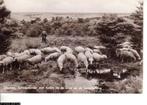 Ansichtkaart	Ommen	Schaapherder met kudde op Lemelerberg, Verzenden, 1960 tot 1980, Gelopen, Overijssel