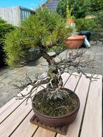 Pinus parviflora bonsai, Bloeit niet, Halfschaduw, Minder dan 100 cm, Overige soorten