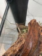 Wandelende takken (inclusief bak), Wandelende tak