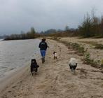 Aangeboden dierenoppas/uitlaatservice, Januari, Meerdere dieren