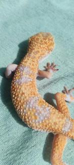 Tremper Tangerine Luipaardgekko – Man, Hagedis, Tam, 3 tot 6 jaar