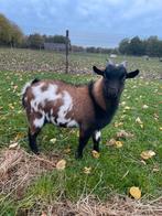 2 dwerggeit bokjes, Dieren en Toebehoren, Mannelijk, Geit