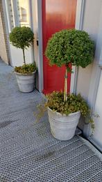 2 betonlook potten met boompje, Tuin en Terras, Planten | Bomen, Overige soorten, 100 tot 250 cm, Zomer, Ophalen