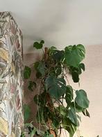 Prachtige grote monstera plant XXL kamerhoog, Ophalen of Verzenden, Overige soorten, Minder dan 100 cm