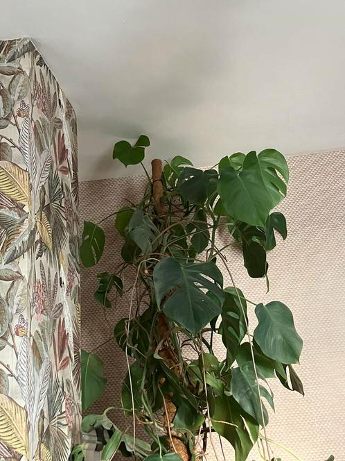 Prachtige grote monstera plant XXL kamerhoog, Huis en Inrichting, Kamerplanten, Overige soorten, Minder dan 100 cm, Ophalen of Verzenden