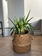 Yucca kamerplant in mand Amsterdam oud west, Huis en Inrichting, Kamerplanten, 100 tot 150 cm, In pot, Yucca, Groene kamerplant