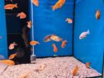 Ranchu goudvis mix klein - Koidream Valburg, Dieren en Toebehoren, Vissen | Vijvervissen, Goudvis(sen)