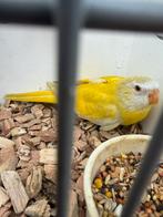 Splendid poppen, Vrouwelijk, Parkiet, Geringd