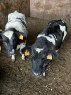 3 vaars kalveren 7mnd oud, Mannelijk, 0 tot 2 jaar