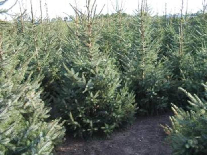 Kerstbomen in pot fijne blauwspar of groen 140-210 cm., Tuin en Terras, Planten | Bomen, Overige soorten, 100 tot 250 cm, Volle zon