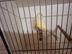 te koop een mooie koppel geel mozaïek kanaries, Meerdere dieren, Kleurkanarie