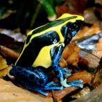 D. Tinctorius "Northen Bakhuis" vrouw beschikbaar, Dieren en Toebehoren, Reptielen en Amfibieën, 0 tot 2 jaar