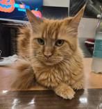 Sumi mijn rode Maine Coon dame verwacht kitten's., Dieren en Toebehoren, Katten en Kittens | Raskatten | Langhaar, Meerdere dieren