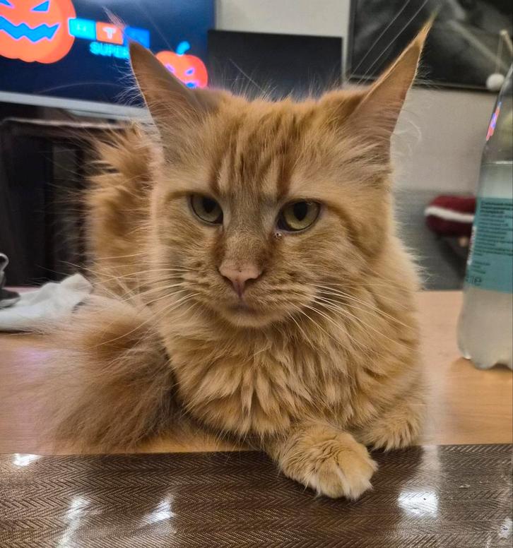 Sumi mijn rode Maine Coon dame verwacht kitten's., Dieren en Toebehoren, Katten en Kittens | Raskatten | Langhaar, Meerdere dieren