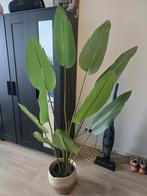 IKEA Kunstplant FEJKA, Ophalen