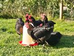 Marans Kippen, Dieren en Toebehoren, Meerdere dieren, Kip