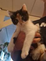 Engelse Britse lang met kort moeder blauwe Britse orgineele, Dieren en Toebehoren, Katten en Kittens | Raskatten | Langhaar