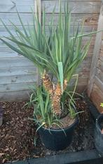 yucca gloriosa op stam, Ophalen of Verzenden, Zomer, Overige soorten, Volle zon