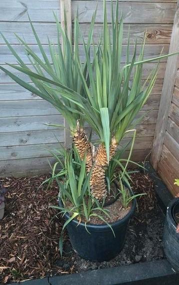 yucca gloriosa op stam beschikbaar voor biedingen