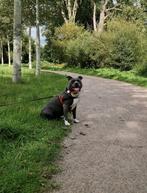 American bully teef zoekt nieuw mandje, Dieren en Toebehoren, Honden | Niet-rashonden, 6 jaar of ouder, Teef, Eén hond, Middel