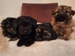 Lieve kruising shih-tzu x mini doodle puppies, CDV (hondenziekte), 8 tot 15 weken, Meerdere, Meerdere dieren