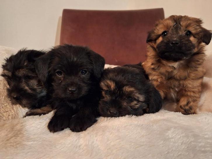 Lieve kruising shih-tzu x mini doodle puppies, Dieren en Toebehoren, Honden | Niet-rashonden, Klein, Meerdere dieren, Fokker | Hobbymatig