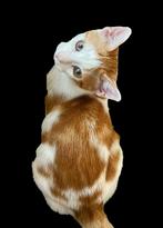 ❣️Prachtige Rood-Witte Kitten-Laatste❣️, Dieren en Toebehoren, Katten en Kittens | Overige Katten, Kater