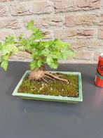 bonsai acer campestre, Tuin en Terras, Planten | Bomen, Bloeit niet, Halfschaduw, Minder dan 100 cm, Overige soorten