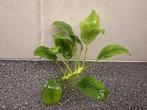 Anubias Aquariumplant A zoals op foto nu € 4,50, Dieren en Toebehoren, Ophalen, Nieuw, Plant(en), Steen of Hout