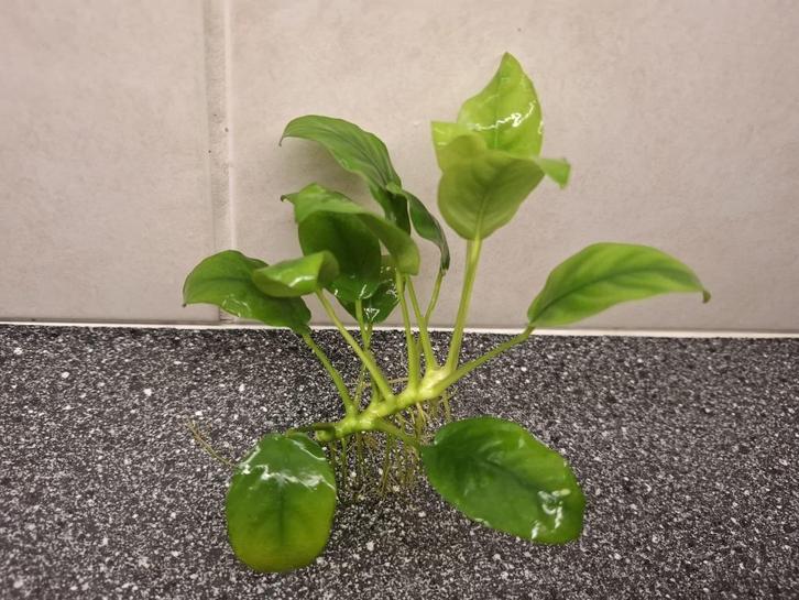 Anubias Aquariumplant A zoals op foto nu € 4,50, Dieren en Toebehoren, Vissen | Aquaria en Toebehoren, Nieuw, Plant(en), Steen of Hout