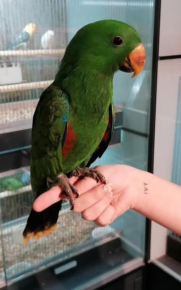 Edelpapegaai man super tam en getest.  beschikbaar voor biedingen