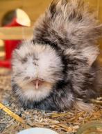 Usa zijdehoen volwassen en jonge hennetjes 🐣 🐥 🥚, Ophalen, Zo goed als nieuw, Overige typen